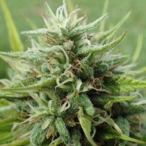 3 UND FEM - COOKIES KRUSH  * SUPER STRAINS 3 UND FEMINIZADAS