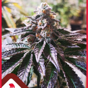 3 UND FEM - COOKIES PURPLE PUNCH * MEDICAL SEEDS 3 UND FEM