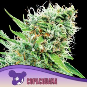 3 UND FEM - COPACOBANA * ANESIA SEEDS 3 FEMINIZADAS