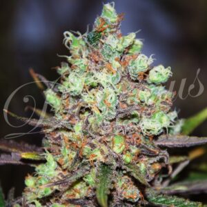 5 UND FEM - COTTON CANDY KUSH (SATIVA LINE) * DELICIOUS 5 UND FEMINIZADAS