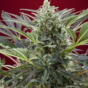 3 UND FEM - CREAM 47 ﾮ * SWEET SEEDS 3 UND FEMINIZADAS
