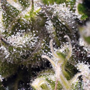 25 UND FEM - CREAM CARAMEL AUTO ﾮ * SWEET SEEDS 25 UND FEMINIZADAS