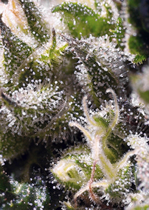 25 UND FEM - CREAM CARAMEL AUTO ﾮ * SWEET SEEDS 25 UND FEMINIZADAS