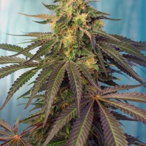 5 UND FEM - CREAM CARAMEL CBD ﾮ * SWEET SEEDS 5 UND FEMINIZADAS