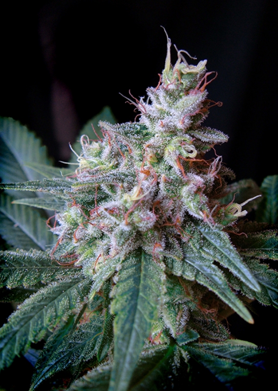 25 UND FEM - CREAM CARAMEL F1 FAST VERSION ﾮ * SWEET SEEDS 25 UND FEMINIZADAS