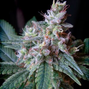 5 UND FEM - CREAM CARAMEL ﾮ * SWEET SEEDS 5 UND FEMINIZADAS