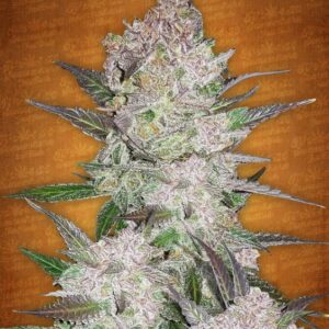 5 UND FEM - CREAM COOKIES AUTO * FASTBUDS SEEDS FEMINIZADA 5 UND