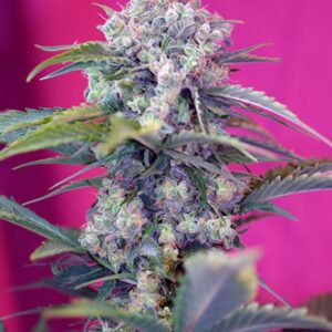 100 UND FEM - CREAM MANDARINE AUTO ﾮ * SWEET SEEDS 100 UND FEMINIZADAS