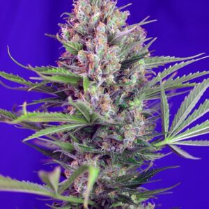 5 UND FEM - CREAM MANDARINE F1 FAST VERSION ﾮ * SWEET SEEDS 5 UND FEMINIZADAS