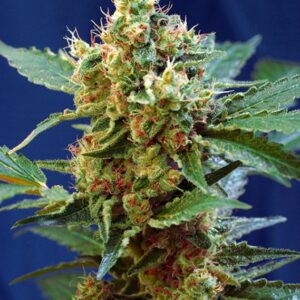 25 UND FEM - CREAM MANDARINE XL AUTO ﾮ * SWEET SEEDS 25 UND FEMINIZADAS