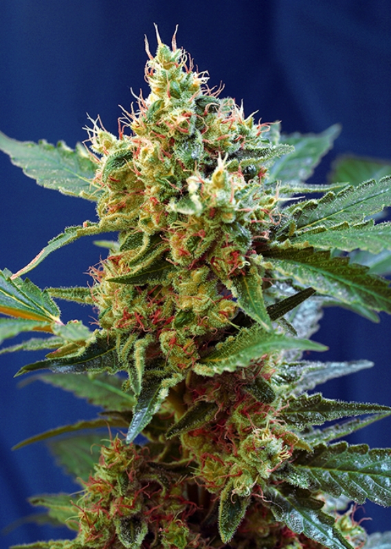 25 UND FEM - CREAM MANDARINE XL AUTO ﾮ * SWEET SEEDS 25 UND FEMINIZADAS
