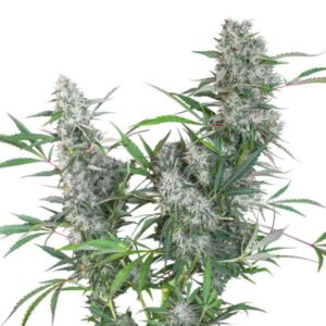 24 UND REG - CREEPER * SUPER SATIVA SEED CLUB 24 UND REGULARES