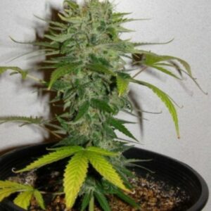 5 UND FEM - CRISTAL LIMIT * K.C.BRAINS 5 UND FEMINIZADAS