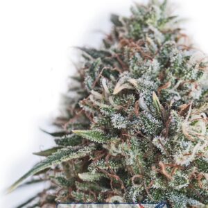 1 UND FEM - CRITICAL 47 CBD  * POSITRONICS 1 UND FEMINIZADA