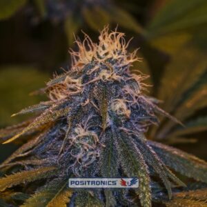 5 UND FEM - CRITICAL # 47 EXPRESS  * POSITRONICS 5 UND FEMINIZADAS