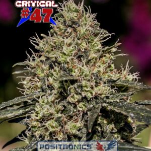 1 UND FEM - CRITICAL # 47  * POSITRONICS 1 UND FEMINIZADA