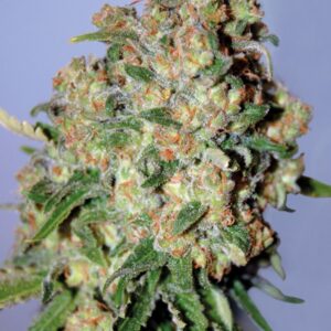 100 UND FEM - CRITICAL * ADVANCED SEEDS 100 UND FEM