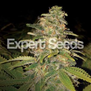 5 UND FEM - CRITICAL BLUE AUTO * EXPERT 5 UND FEMINIZADAS