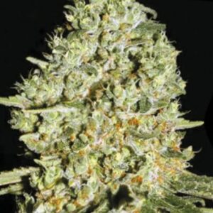 5 UND FEM - CRITICAL * BULK SEED 5 UND FEM