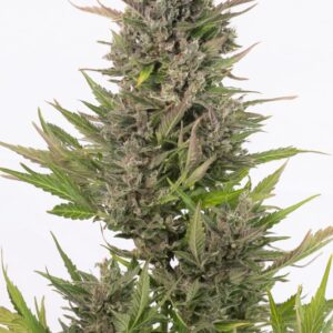 5 UND FEM - CRITICAL + CBD AUTO * DINAFEM 5 UND FEM