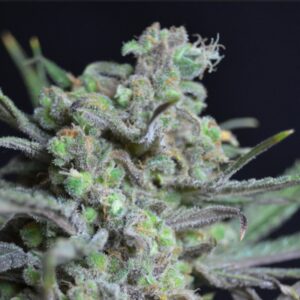 1 UND FEM - CRITICAL * CBD SEEDS 1 UND FEMINIZADA