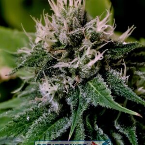 1 UND FEM - CRITICAL EXPRESS * POSITRONICS 1 UND FEMINIZADA