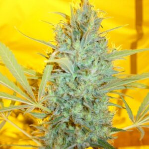 15 UND REG - CRITICAL HAZE * MR NICE LIMITED EDITION 15 UND REG