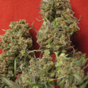 3 UND FEM - CRITICAL HAZE * RESIN SEEDS 3 UND FEMINIZADAS