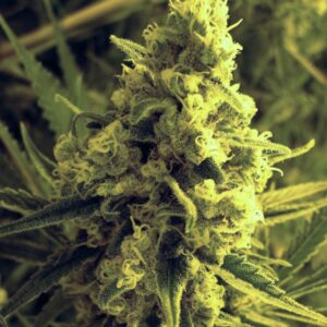 2 UND FEM - CRITICAL HOG * T.H. SEEDS 2 UND FEMINIZADAS
