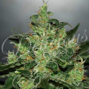3 UND FEM - CRITICAL X JACK HERER (AUTOMATIC LINE) * DELICIOUS 3 UND FEMINIZADAS