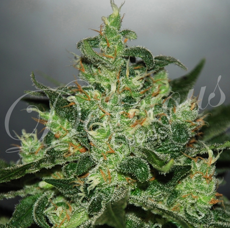 3 UND FEM - CRITICAL X JACK HERER (AUTOMATIC LINE) * DELICIOUS 3 UND FEMINIZADAS