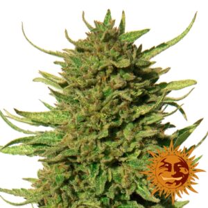 10 UND FEM - CRITICAL KUSH * BARNEY'S FARM 10 UND FEMINIZADAS