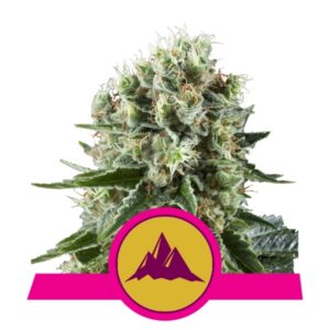 100 UND FEM - CRITICAL KUSH * ROYAL QUEEN 100 UND FEMINIZADAS