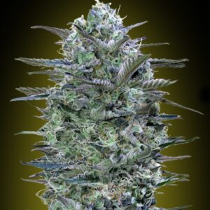 100 UND FEM - CRITICAL LEMON * ADVANCED SEEDS 100 UND FEM