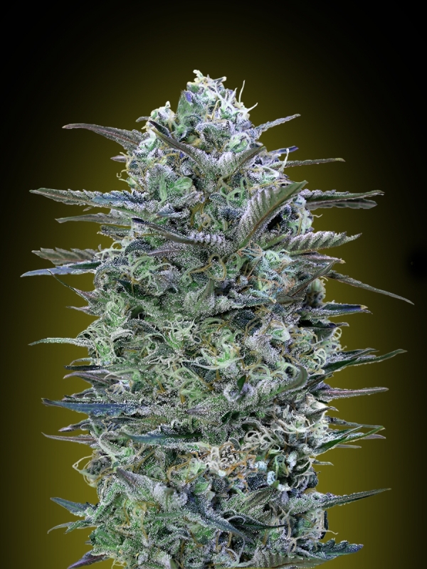 25 UND FEM - CRITICAL LEMON * ADVANCED SEEDS 25 UND FEM