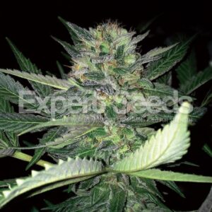 5 UND FEM - CRITICAL LIGHTS * EXPERT SEEDS 5 UND FEMINIZADAS