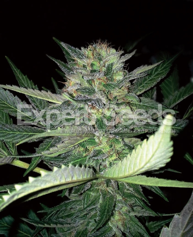 5 UND FEM - CRITICAL LIGHTS * EXPERT SEEDS 5 UND FEMINIZADAS