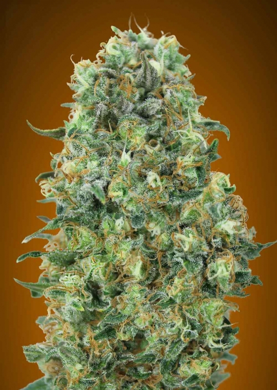 1 UND FEM - CRITICAL MASS * ADVANCED SEEDS 1 UND FEM