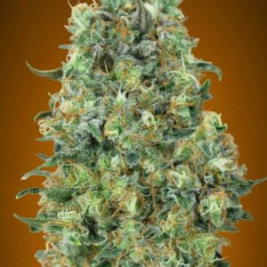 100 UND FEM - CRITICAL MASS * ADVANCED SEEDS 100 UND FEM
