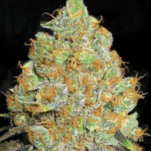 10 UND FEM - CRITICAL MASS * BULK SEED 10 UND FEM