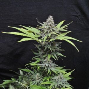 5 UND FEM - CRITICAL MASS * CBD CREW SEEDS 5 UND FEMINIZADAS