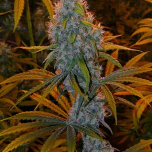 15 UND REG - CRITICAL MASS * MR NICE NATURAL 15 UND REG