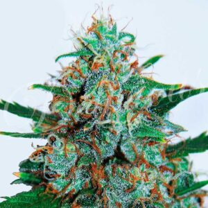 3 UND FEM - CRITICAL NEVILLE HAZE AUTO (AUTOMATIC LINE) * DELICIOUS 3 UND FEMINIZADAS