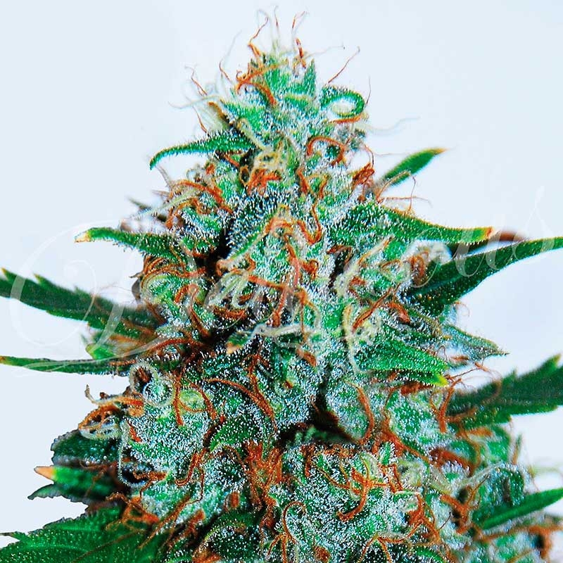 3 UND FEM - CRITICAL NEVILLE HAZE AUTO (AUTOMATIC LINE) * DELICIOUS 3 UND FEMINIZADAS