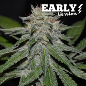 3 UND FEM - CRITICAL NEVILLE HAZE (EARLY VERSION) * DELICIOUS 3 UND FEMINIZADAS
