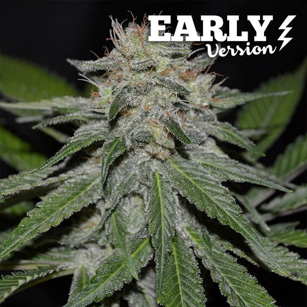 3 UND FEM - CRITICAL NEVILLE HAZE (EARLY VERSION) * DELICIOUS 3 UND FEMINIZADAS