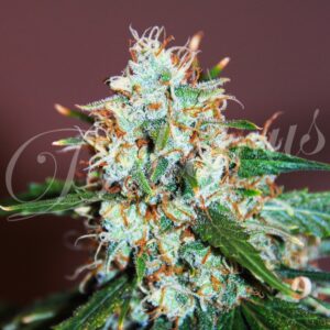 1 UND FEM - CRITICAL NEVILLE HAZE 2,0 (SATIVA LINE) * DELICIOUS 1 UND FEMINIZADA