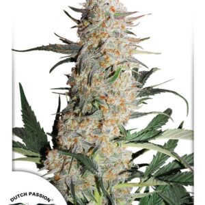 5 UND FEM - CRITICAL ORANGE PUNCH ﾮ * DUTCH PASSION 5 UND FEMINIZADAS