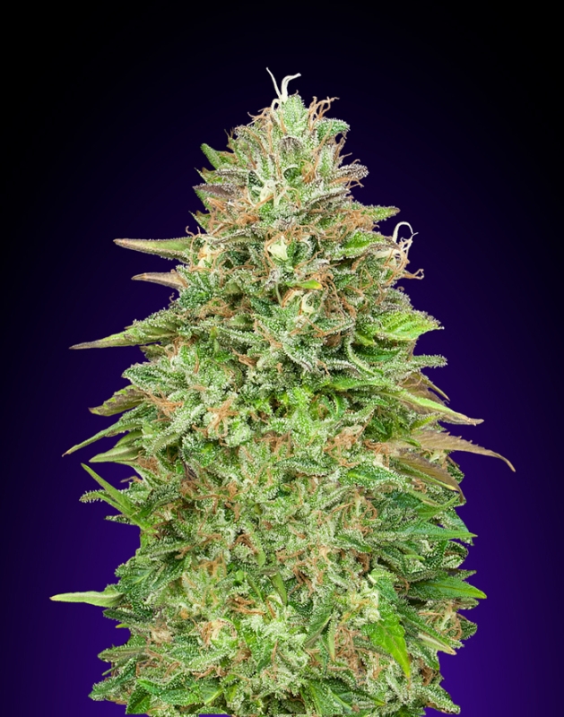 25 UND FEM - CRITICAL POISON FAST * 00SEEDS 25 UND FEMINIZADAS