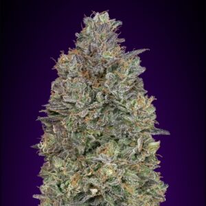 3 UND FEM - CRITICAL PURPLE KUSH * ADVANCED SEEDS 3 UND FEM